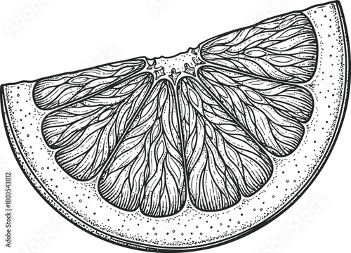 Citrus fruit slice outline drawing with seeds and pulp details on a dark background