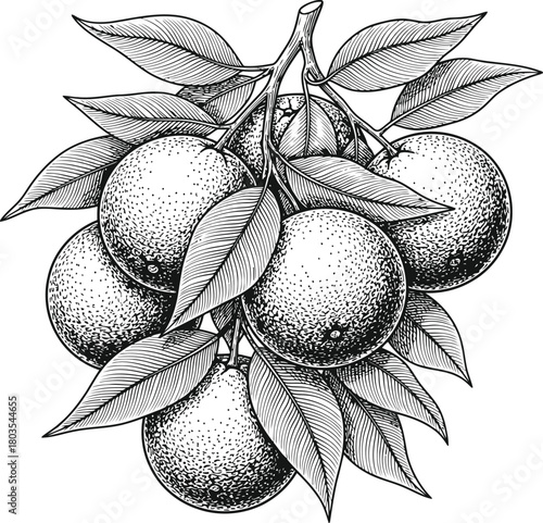 Dark silhouette of a cluster of citrus fruits with leaves in a classic woodcut style