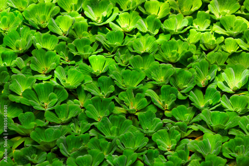 Fototapeta premium water lettuce Pistia stratiotes a free-floating aquatic plant, water cabbage, Nile cabbage, or shellflower.