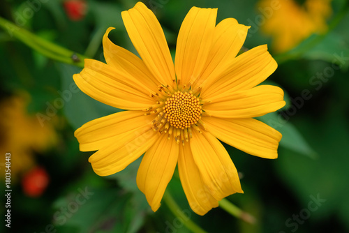 Golden Tree Marigold Bloom in Soft Daylight Macro