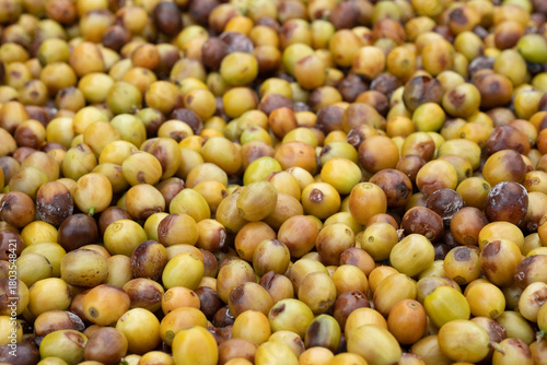 Close-up Green Coffee Beans Drying Texture