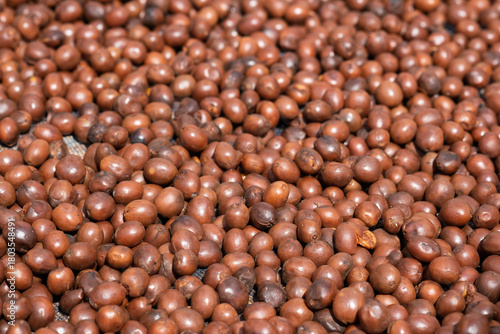 Close-up Green Coffee Beans Drying Texture