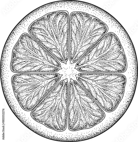 Monochromatic citrus fruit cross section displaying internal segments and rind