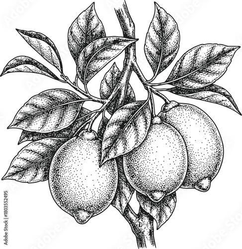 Monochromatic illustration of citrus fruits on a leafy branch with stippling shading