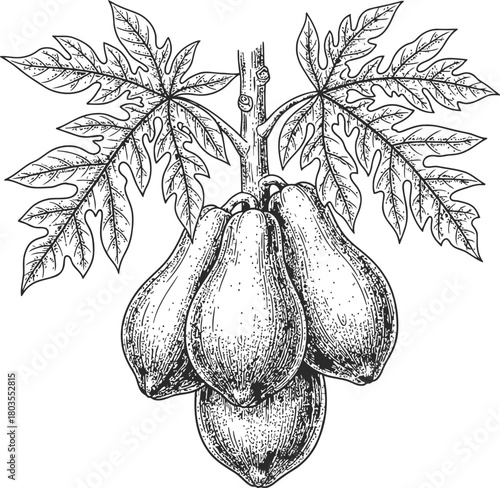 Monochromatic tropical papaya plant illustration with multiple fruits and leaves
