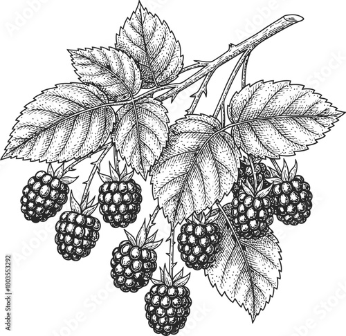 Monochrome silhouette of a raspberry branch with berries and foliage on dark background
