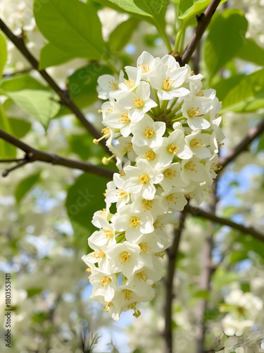 Linden tree flowers clusters tilia cordata, europea, small-leaved lime, littleleaf linden bloom. Pharmacy, apothecary, natural medicine, healing herbal tea, aromatherapy. Spring background.