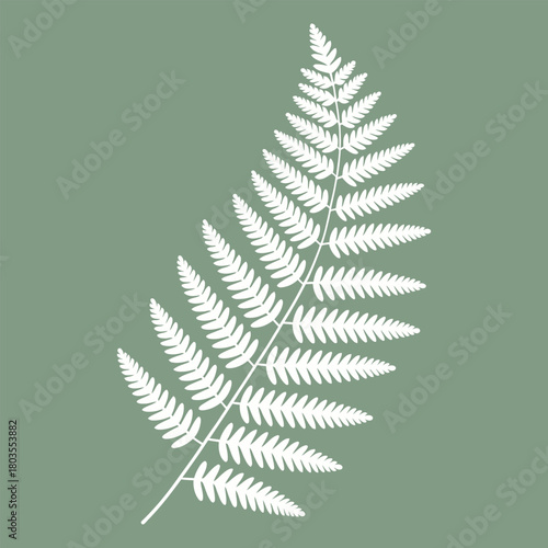 White fern frond silhouette on muted green background leaf plant
