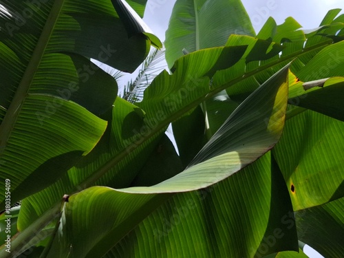 Photography A vibrant low-angle view captures the enormous, bright green leaves and thick stalks of a banana plant, dramatically backlit by the tropical sunlight