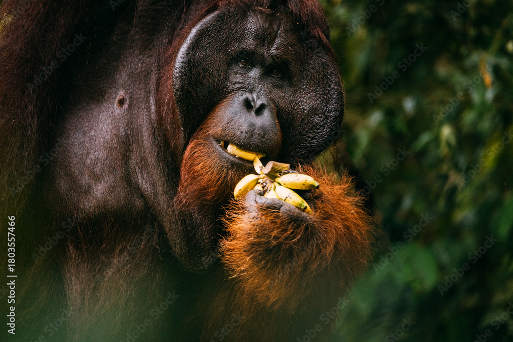 Obraz premium Orangutanes en libertad en la selva de Sumatra