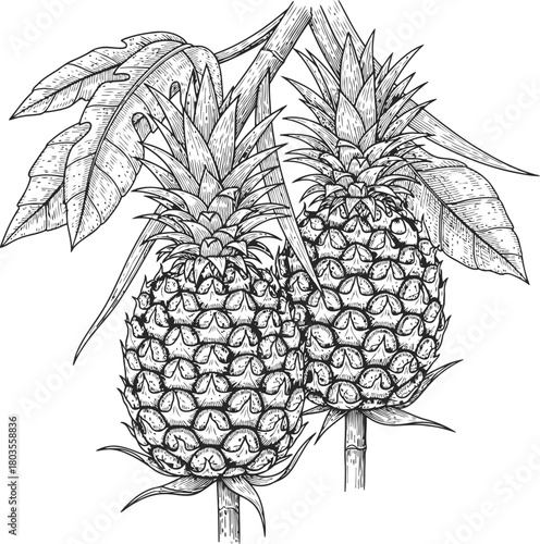 Two pineapples growing on a plant branch with foliage in a classic engraving look