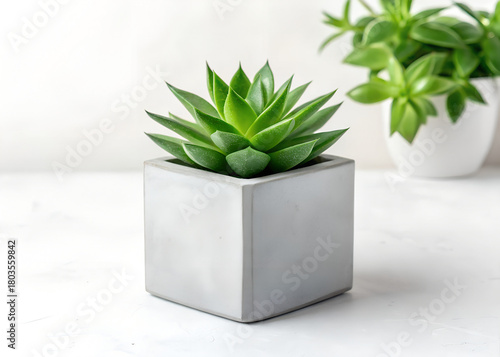 Macro shot of a lush succulent in a square geometric concrete pot against a clean white surface