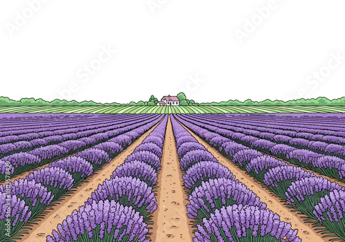 Rows of purple lavender stretch toward a distant farmhouse bordered by green fields