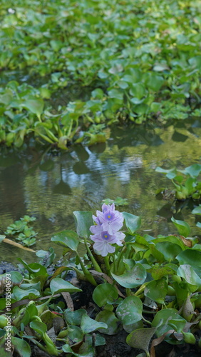 Foto Water hyacinth flowers blooming amidst green leaves in a pond