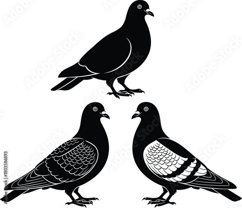 Three pigeon silhouettes detailed vector illustration for wildlife, urban birds, nature study, city animals, graphic design, printable artwork, educational reference and decorative use