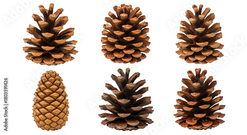 Six Pine Cones in a Grid nature forest