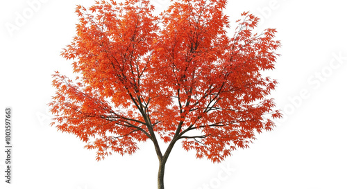 Vibrant Red Maple Tree Isolated on White Background Fall Foliage Autumn Season