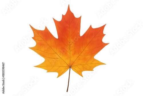 Wallpaper Mural Maple leaf displaying rich autumn colors, bringing fall themes and seasonal changes on transparent background Torontodigital.ca