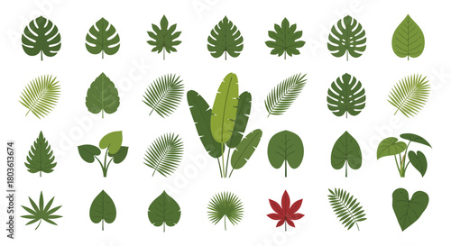 Collection of various green leaves, including monstera, palm, and banana leaves.