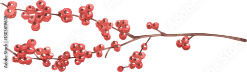 Watercolor Winter Berry Branch Illustration