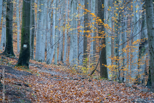 Fototapeta Naklejka Na Ścianę i Meble -  Bukowy las jesienią w Beskidach