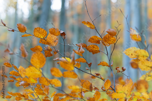Fototapeta Naklejka Na Ścianę i Meble -  Bukowy las jesienią w Beskidach
