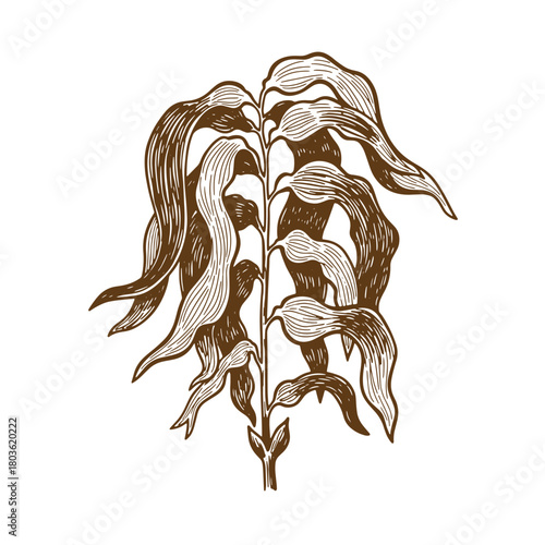 Artistic illustration of brown seaweed plant on white background sketch vintage art