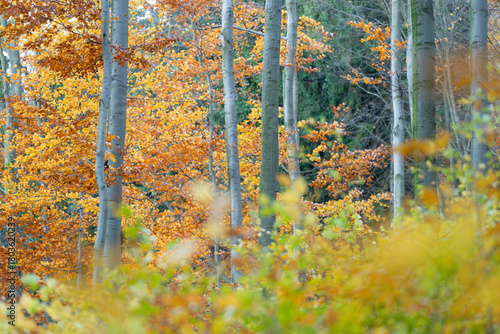 Fototapeta Naklejka Na Ścianę i Meble -  Bukowy las jesienią w Beskidach