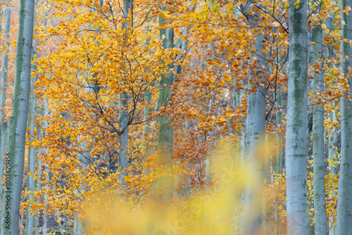 Fototapeta Naklejka Na Ścianę i Meble -  Bukowy las jesienią w Beskidach