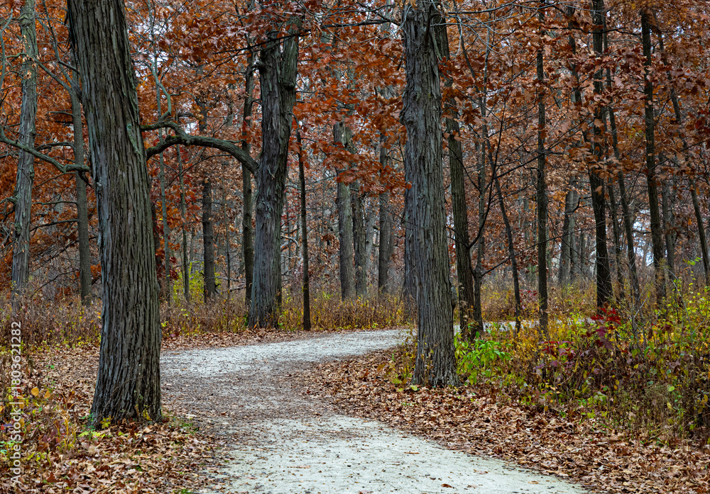 Obraz premium 741-52 Oak Woods Autumn