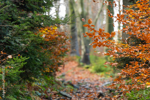 Fototapeta Naklejka Na Ścianę i Meble -  Jesień w lesie, górski las w Beskidach.