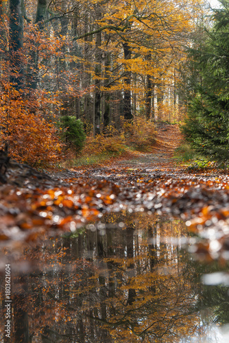 Fototapeta Naklejka Na Ścianę i Meble -  Jesień w lesie, górski las w Beskidach.