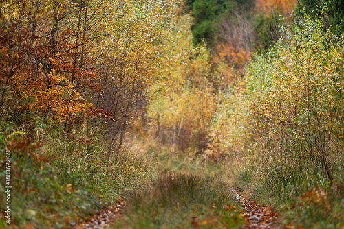 Fototapeta Naklejka Na Ścianę i Meble -  Jesień w lesie, górski las w Beskidach.