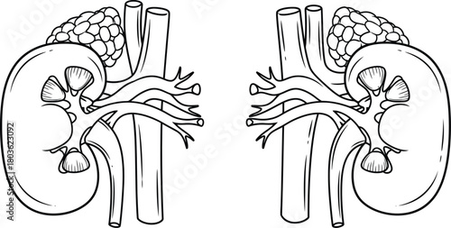 Detailed illustration of human kidneys with associated vascular structures and ureters