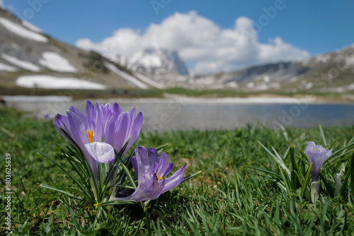 Crocuses at the Pietranzoni lake