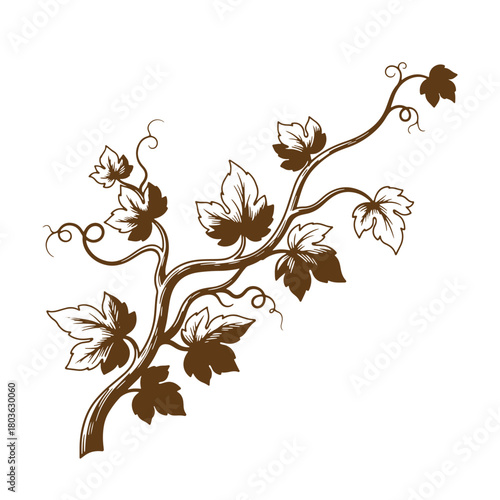 Elegant brown grapevine sketch featuring leaves and tendrils perfect for decorative purposes
