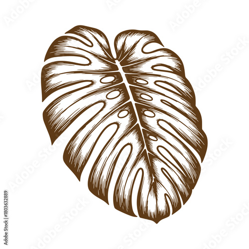 Hand drawn illustration of a detailed monstera deliciosa leaf for botanical sketch vintage art.