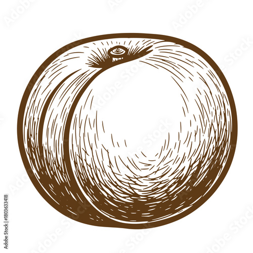 Detailed brown sketch of a ripe peach fruit with vintage art style on white background