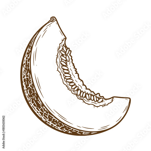 Hand drawn illustration of a fresh cantaloupe slice showcasing the seeds and rind