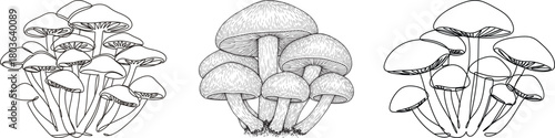 Detailed mushroom cluster collection in elegant botanical line art style