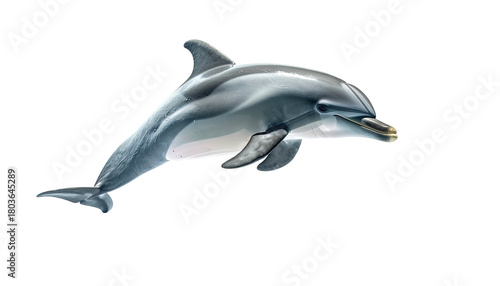 Isolated dolphin jumps forward on black background