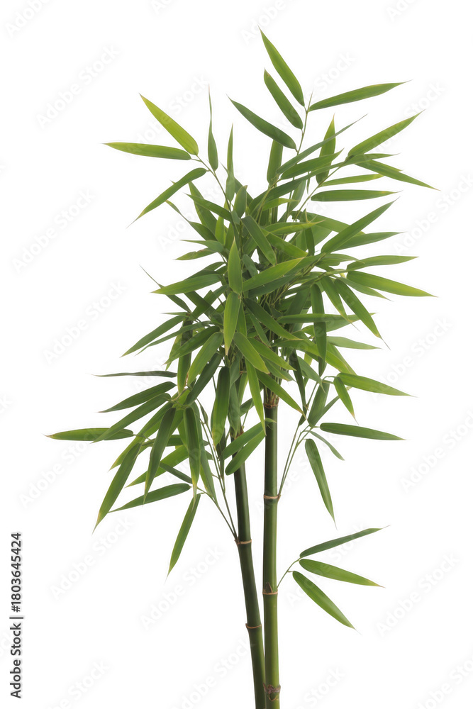 Fototapeta premium Lush green bamboo stalks with delicate leaves isolated on a transparent background