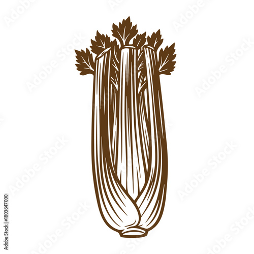 Vintage sketch illustration of a fresh celery stalk with detailed line art and design