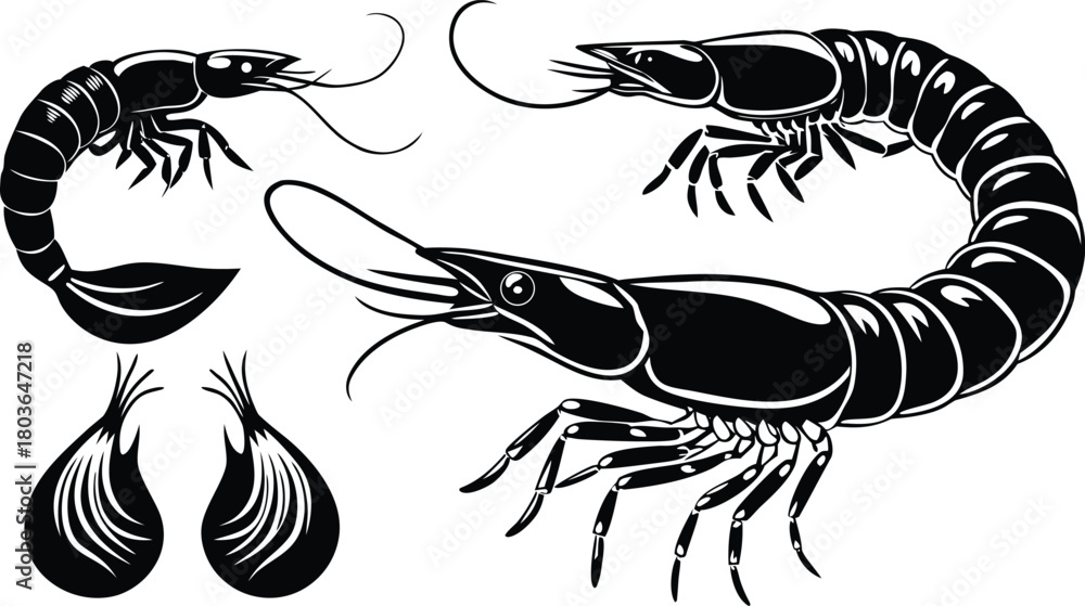 Fototapeta premium Shrimp and Shrimp Silhouette Vector Set – Seafood Illustration Pack