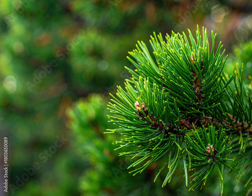Vibrant fresh green christmas tree branch showcasing delicate pine needles lush natural forest detail. Its serene presence conveys tranquil seasonal joy