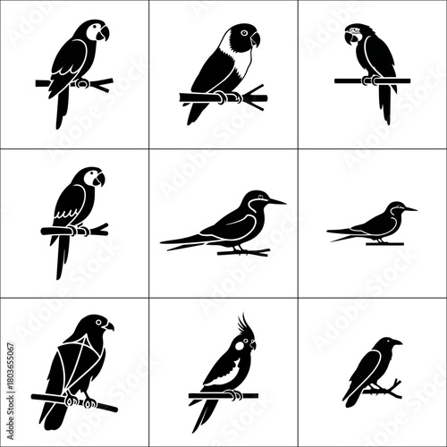Nine different birds in black and white isolated on white background