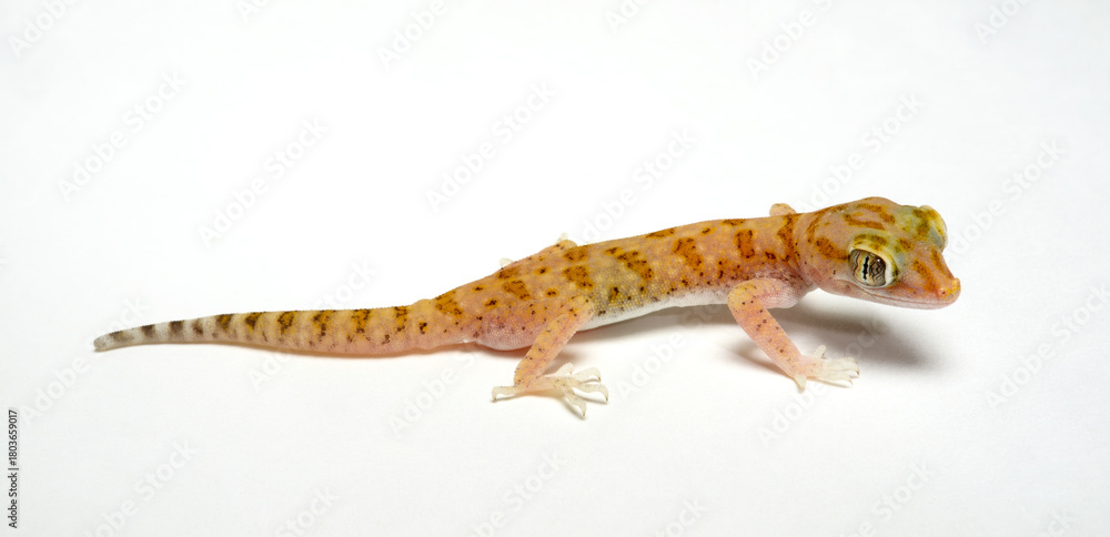 Obraz premium Lichtenstein's short-fingered gecko, elegant gecko // Engfingergecko, Lichtensteins Dünnfingergecko (Stenodactylus sthenodactylus)