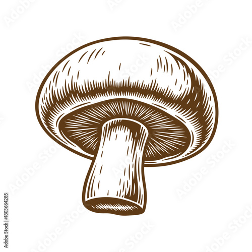 Detailed sketch of a delicious brown champignon mushroom in vintage art style