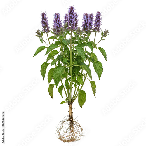 Giant Hyssop (Agastache foeniculum) mature plant with roots and purple flowers