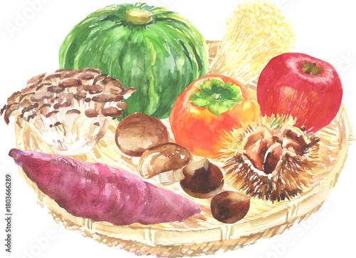 水彩で描いた秋の味覚　ベクター